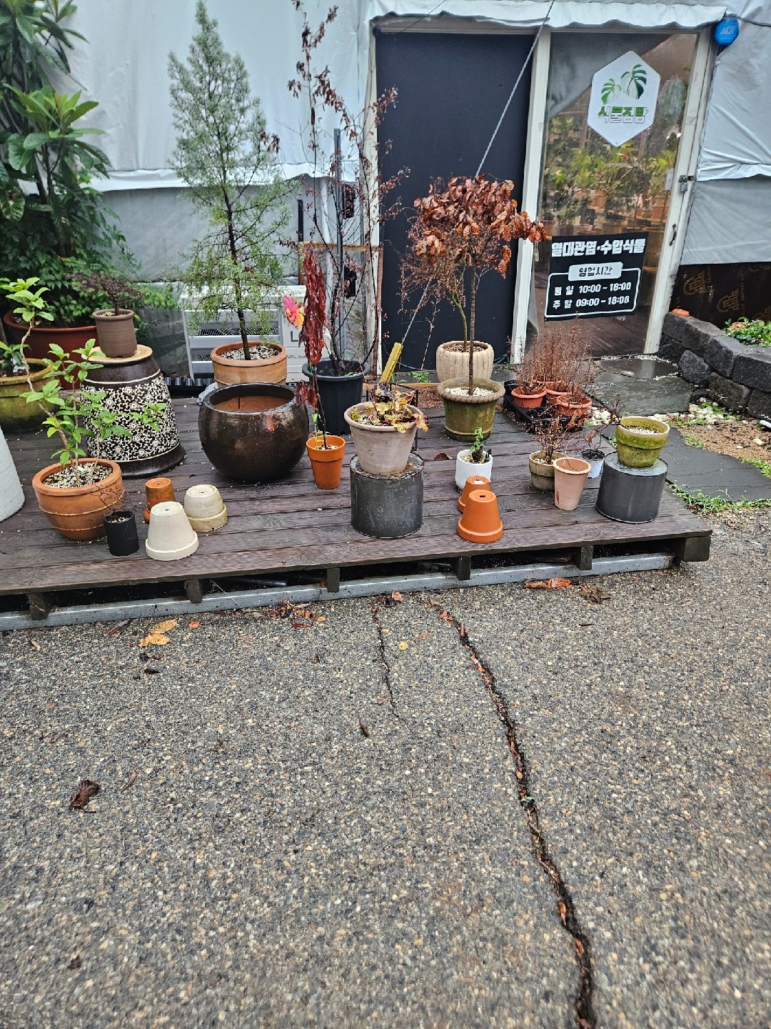 두꺼비야생화 picture 2