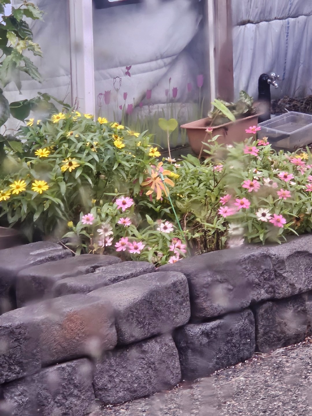 두꺼비야생화 picture 3