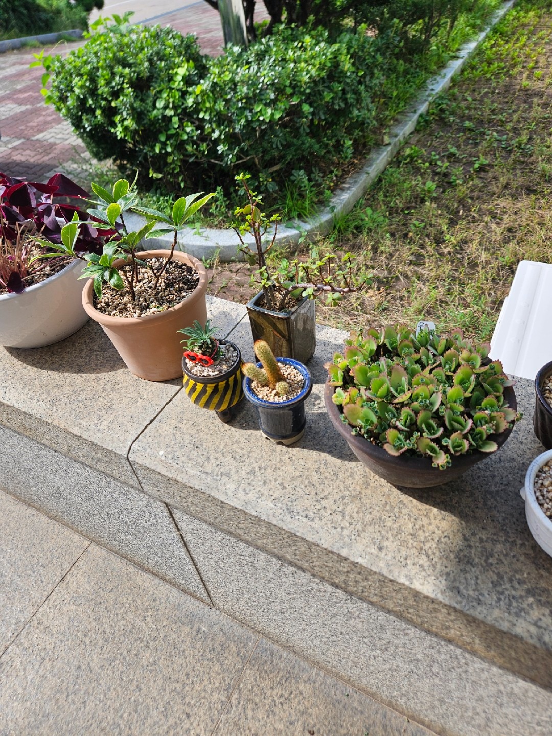 두꺼비야생화 picture 6