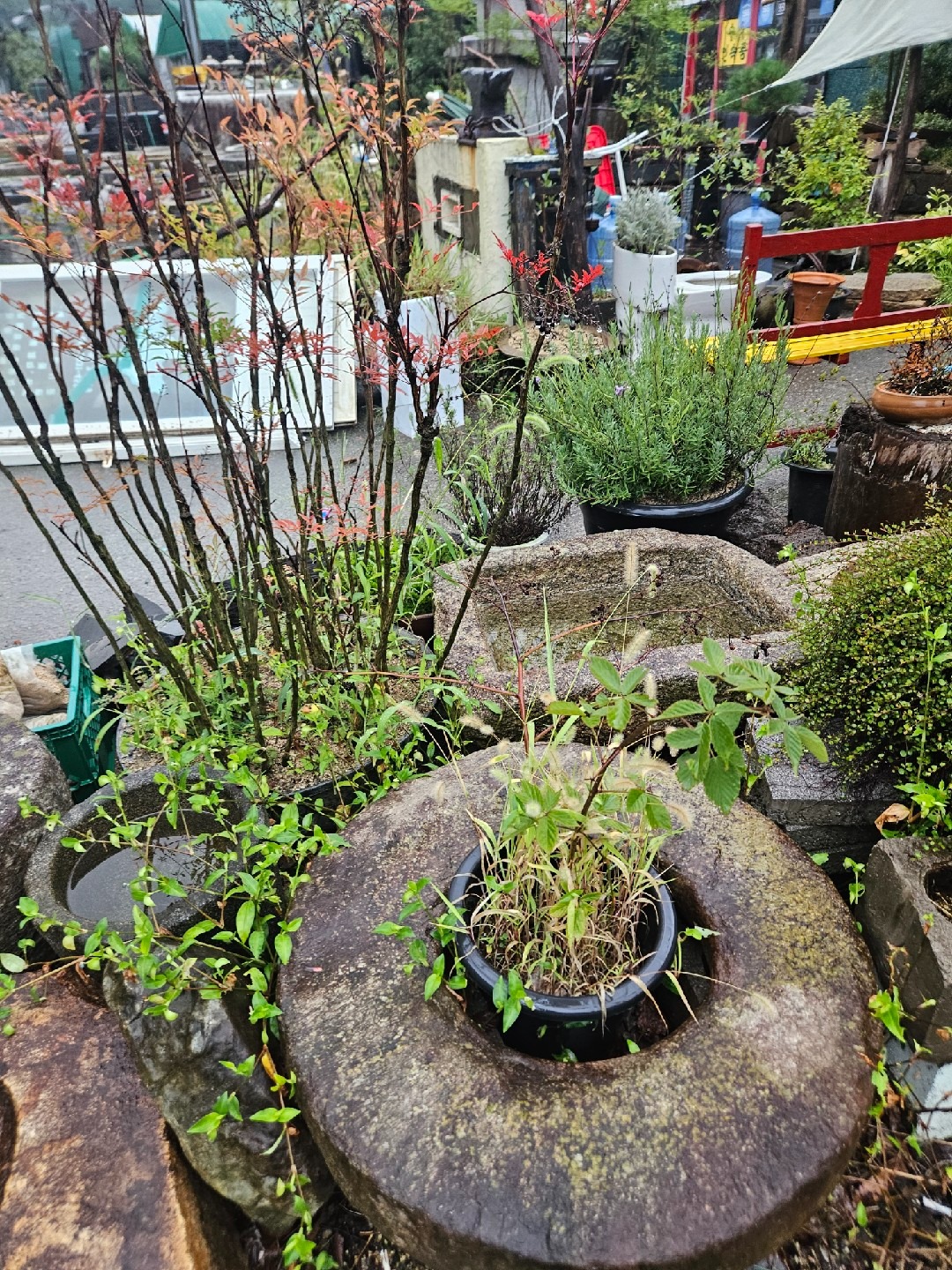 두꺼비야생화 picture 7