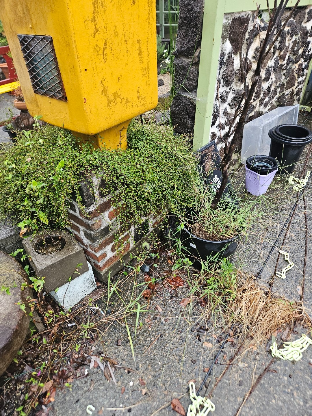 두꺼비야생화 picture 8