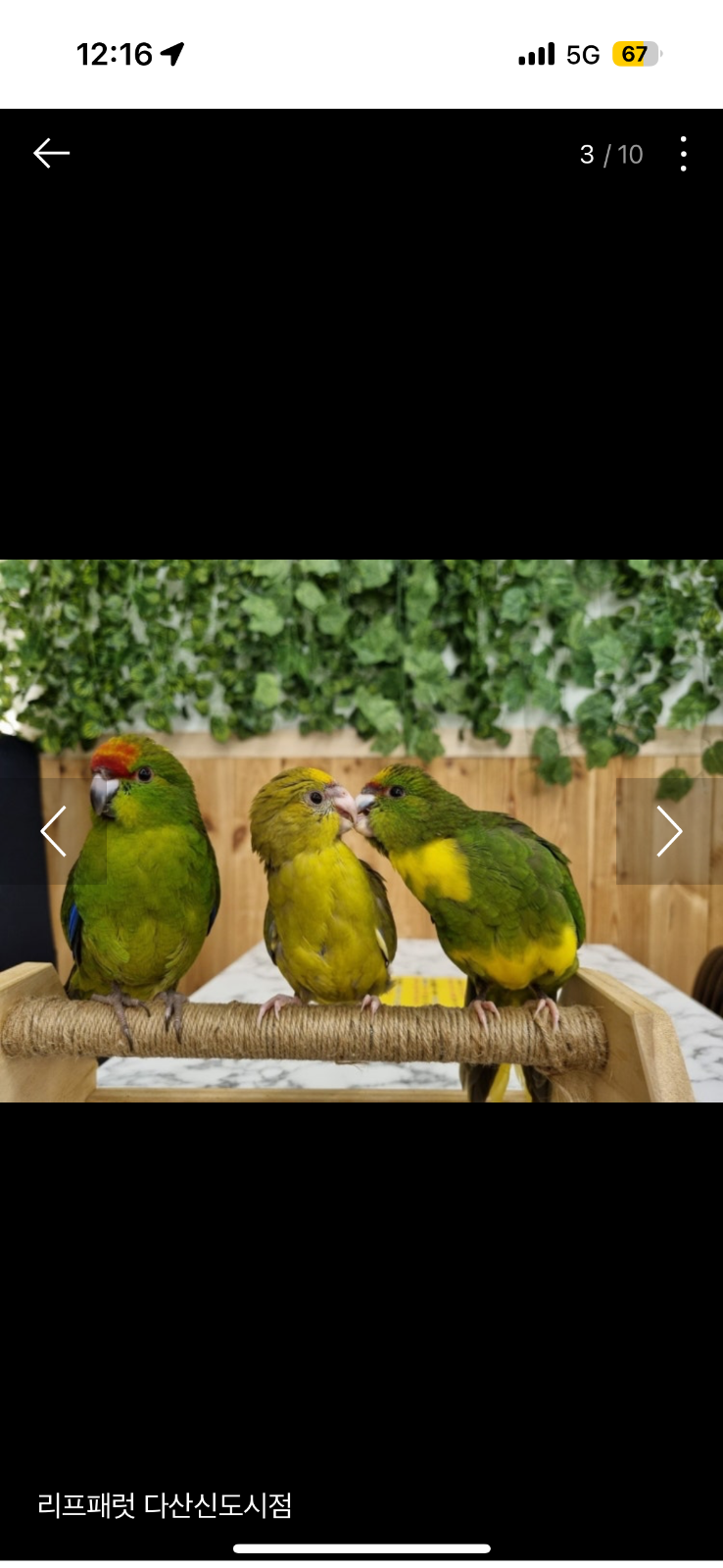 리프패럿 앵무새카페  picture 6