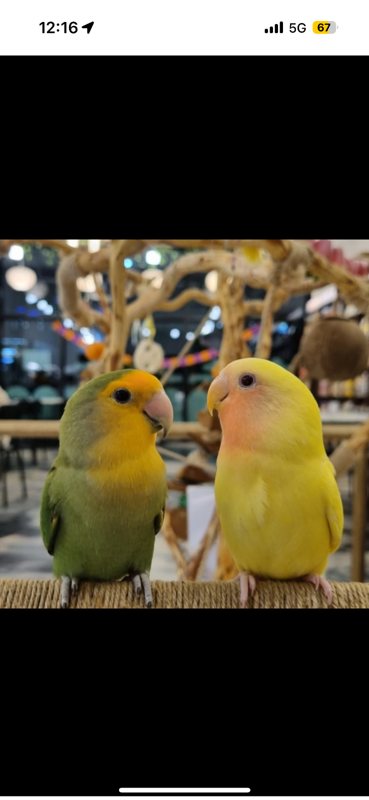 리프패럿 앵무새카페  picture 8