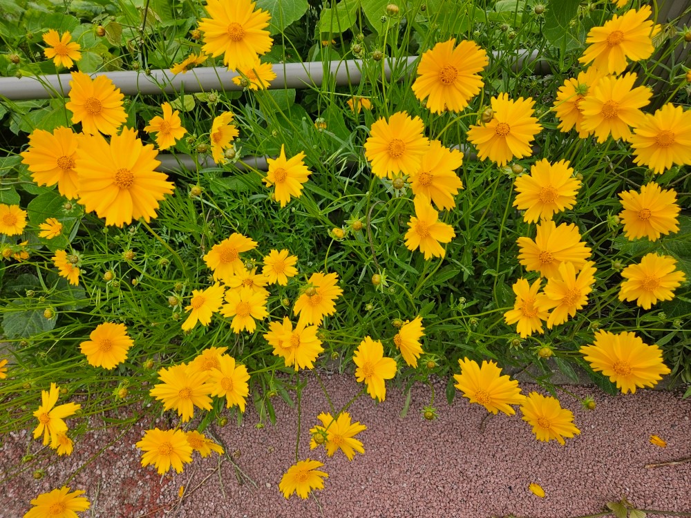 사랑 꽃다발 picture 0