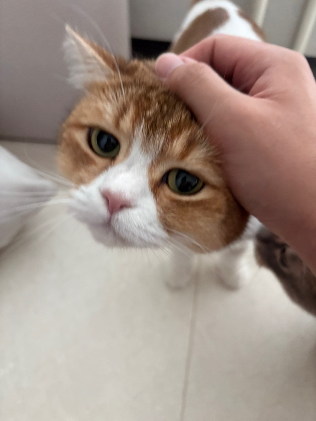 돌봐주냥 창원점 picture 3