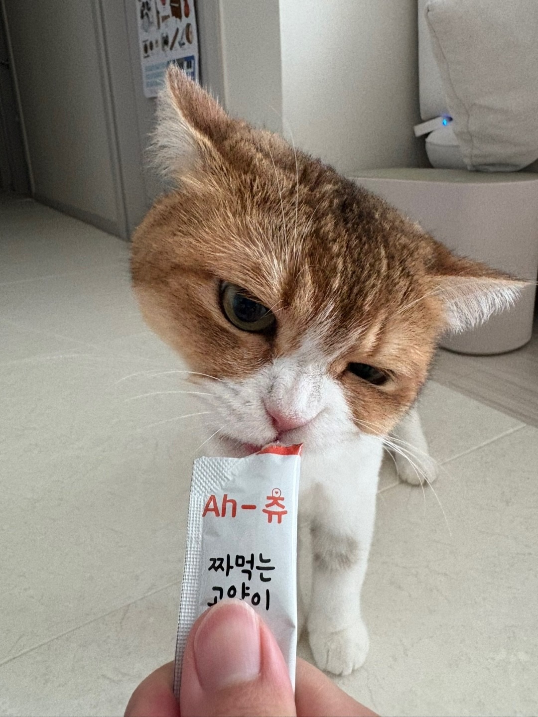 돌봐주냥 창원점 picture 2