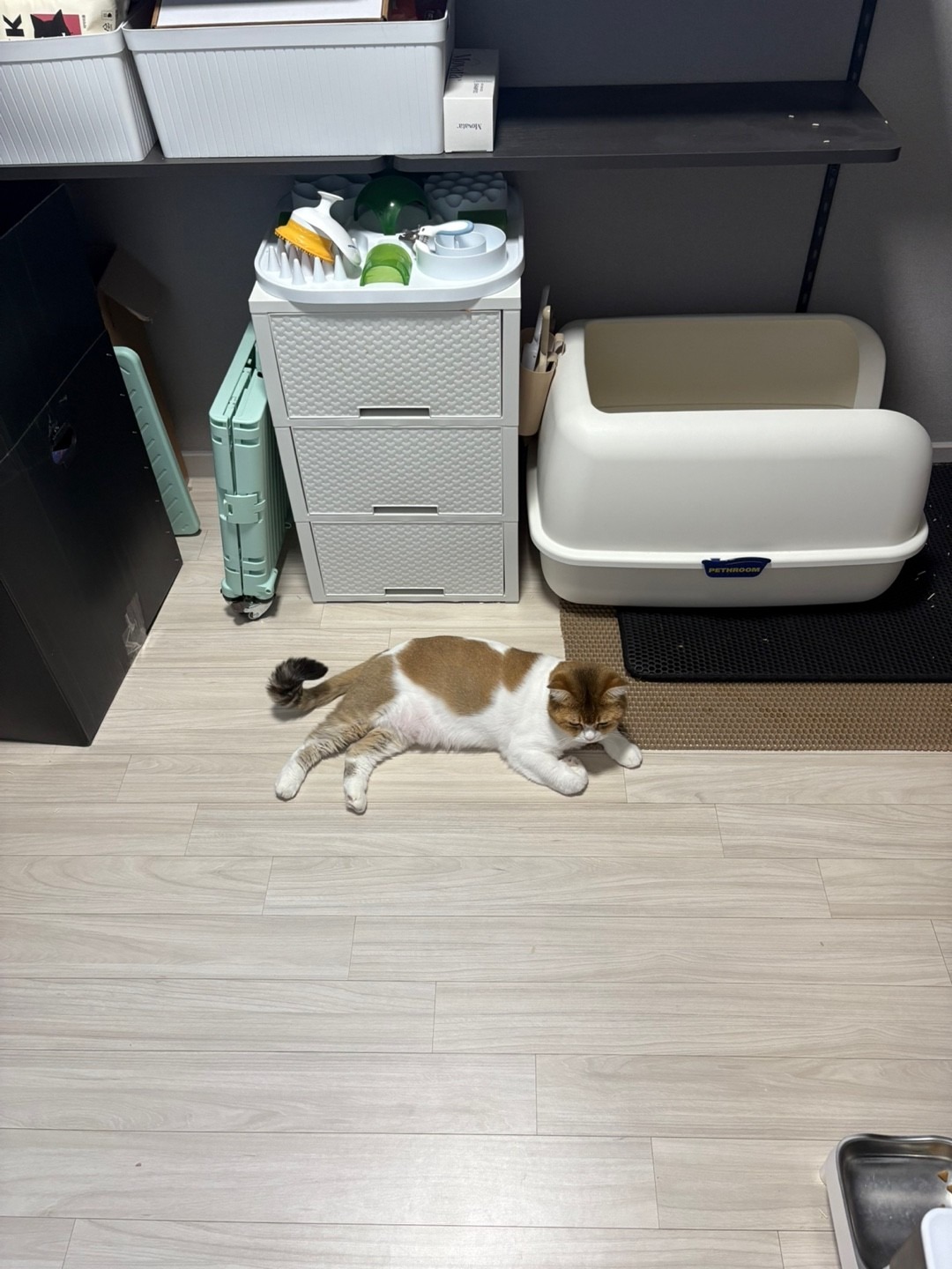 돌봐주냥 창원점 picture 4