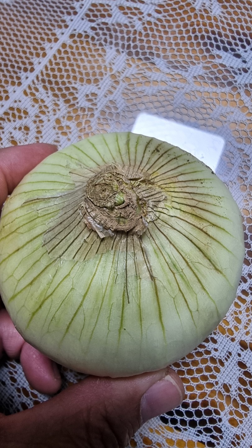 한국통합농산물 picture 5