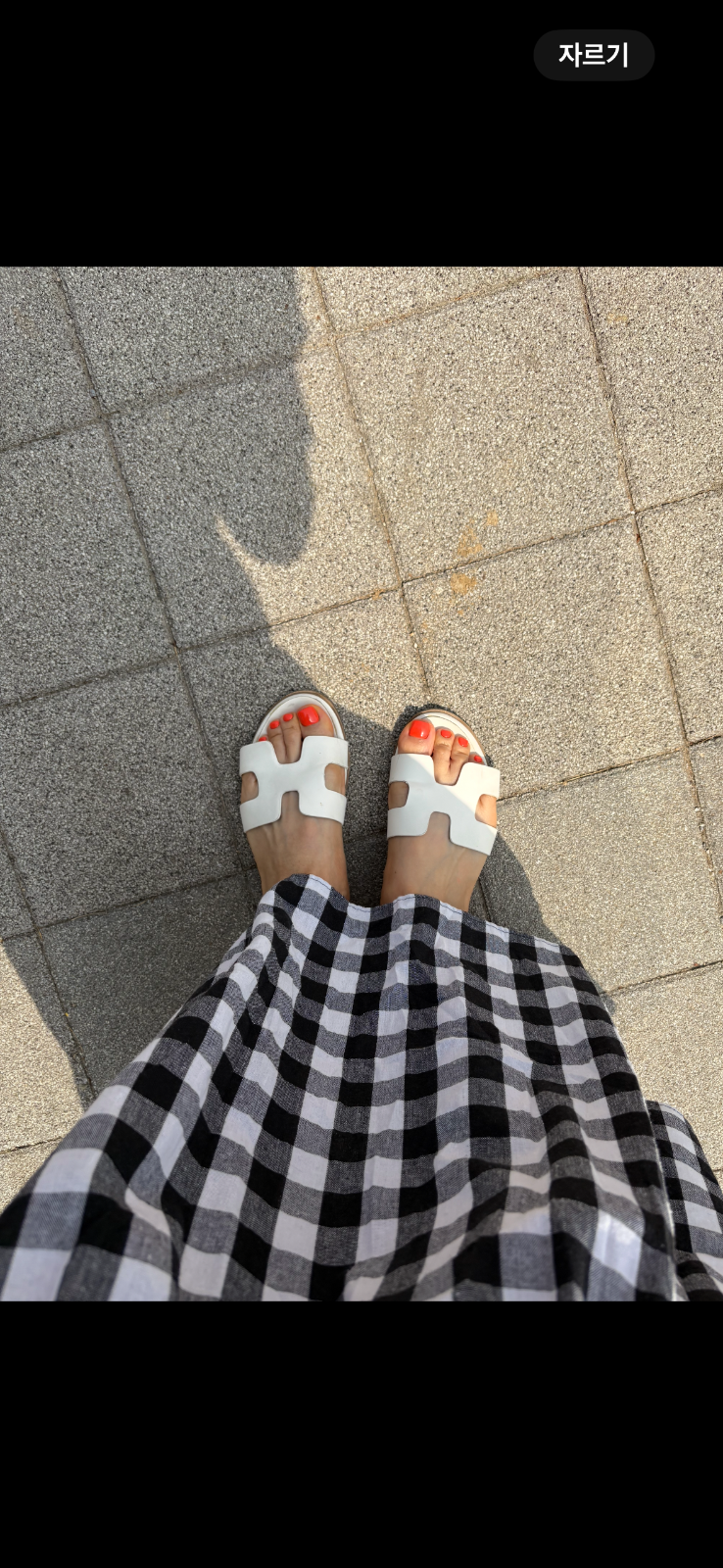 분홍지니손톱 picture 3