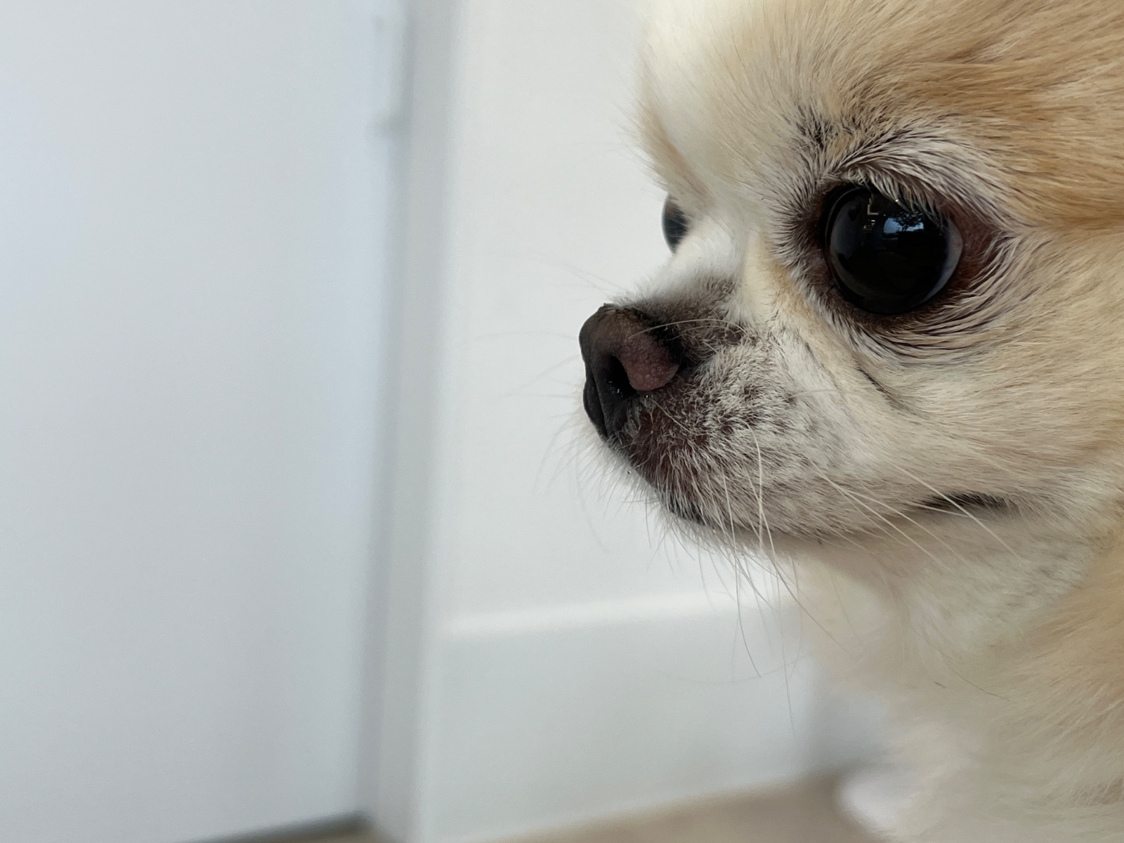 아우름동물병원 picture 1