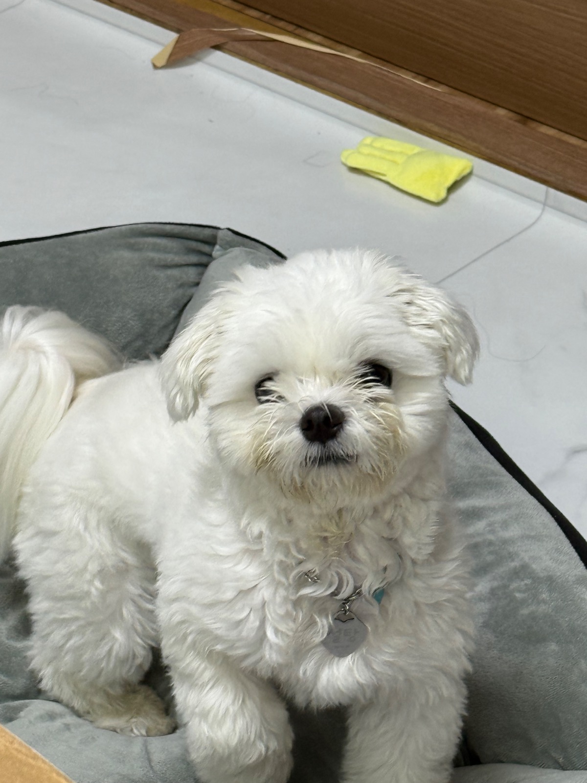 순심이네 펫 살롱 picture 7