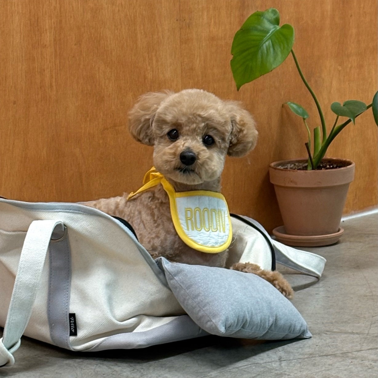 루디브 ROODIV picture 1