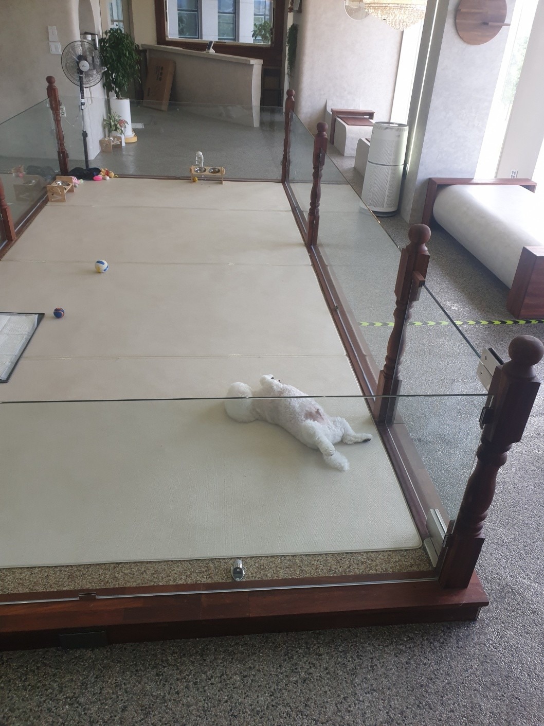 펫미팅 picture 1