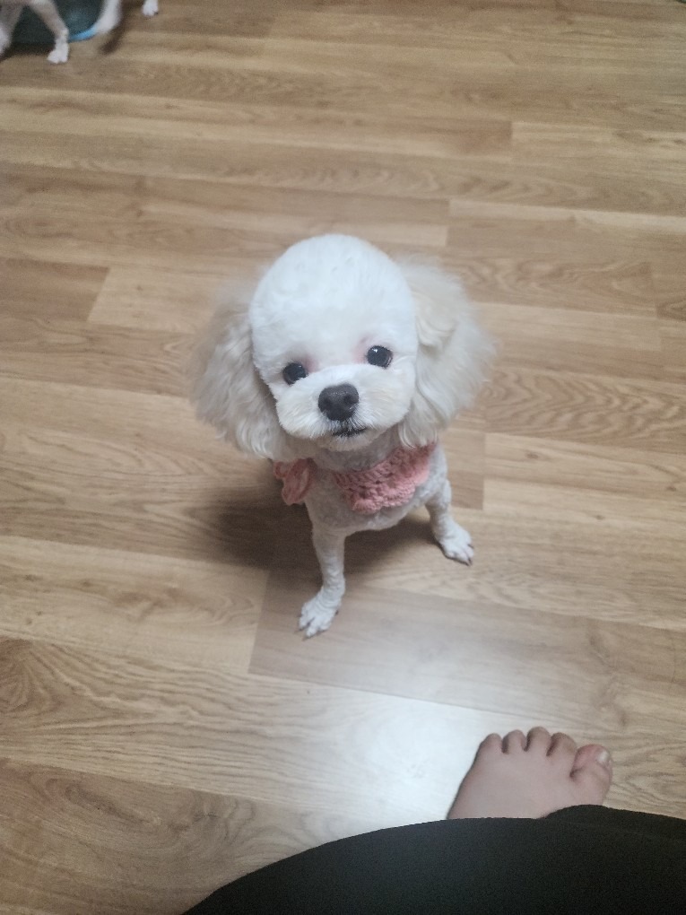 벨롱펫그루밍 picture 2