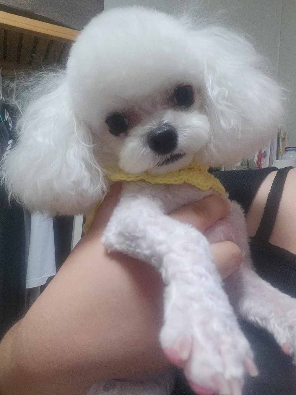 벨롱펫그루밍 picture 3