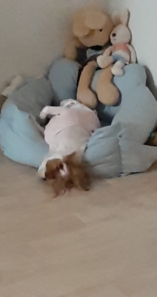 개밥파는고양이사당점 picture 5