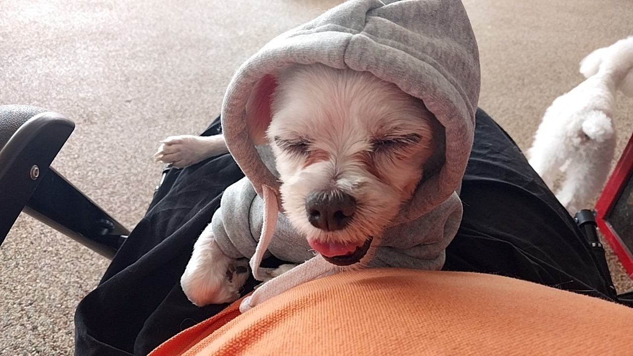 놀러오개 애견유치원 애견호텔 평택점
