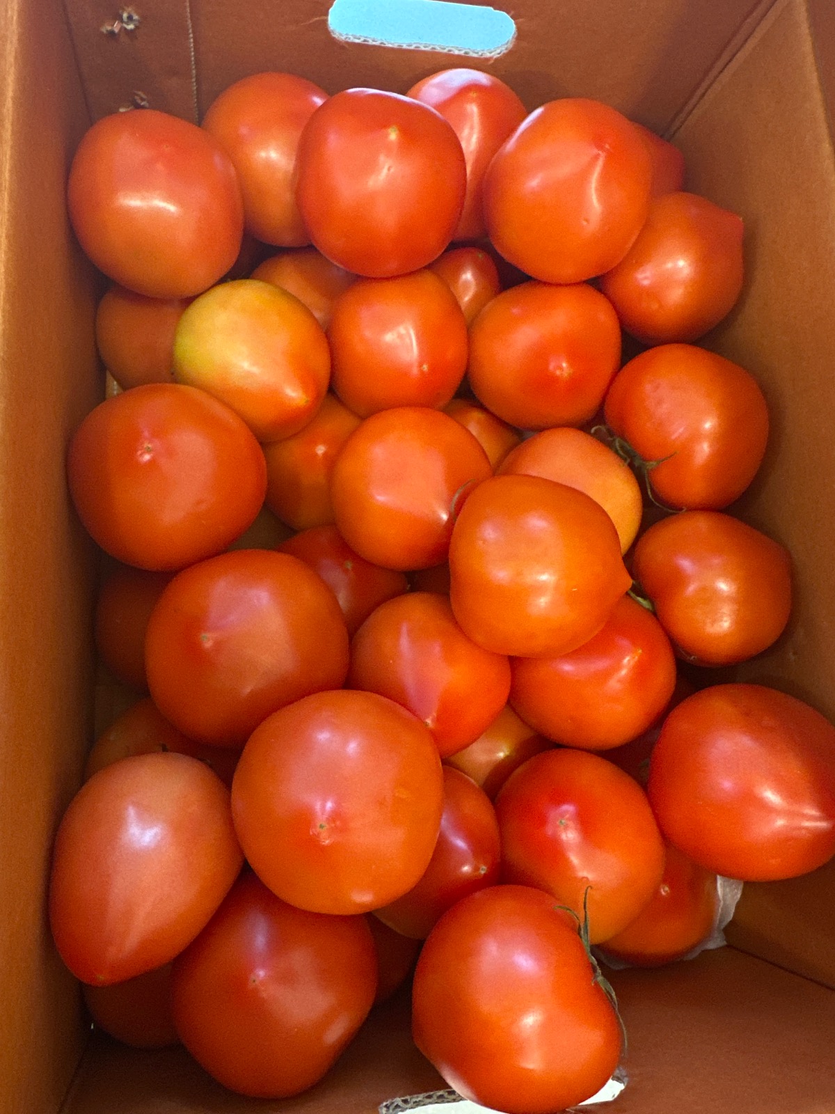 수월 토마토 농장 picture 2
