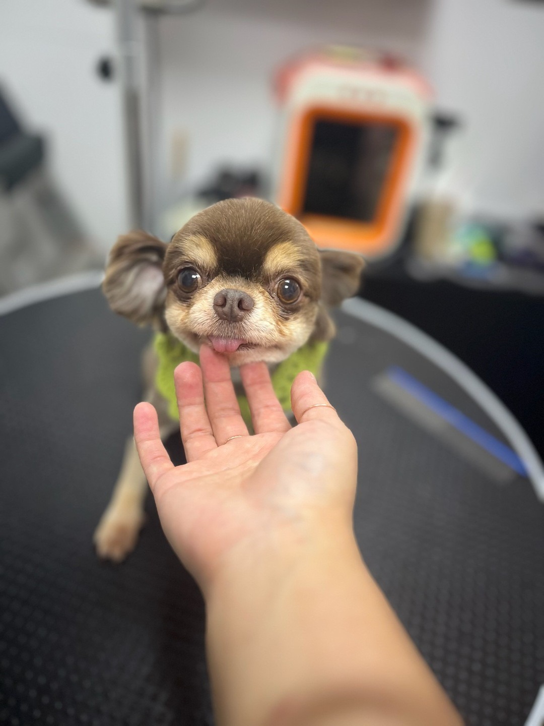벨롱펫그루밍 picture 0