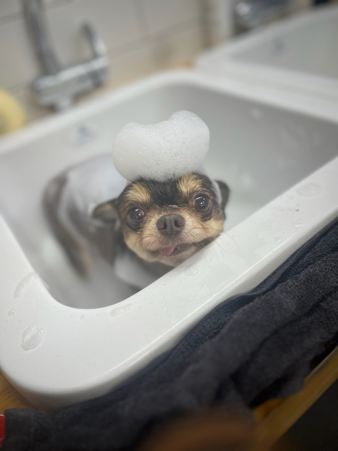 벨롱펫그루밍 picture 1