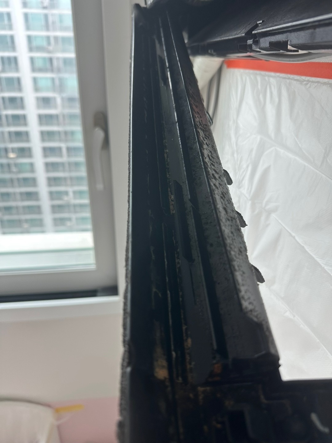 호돌이 review