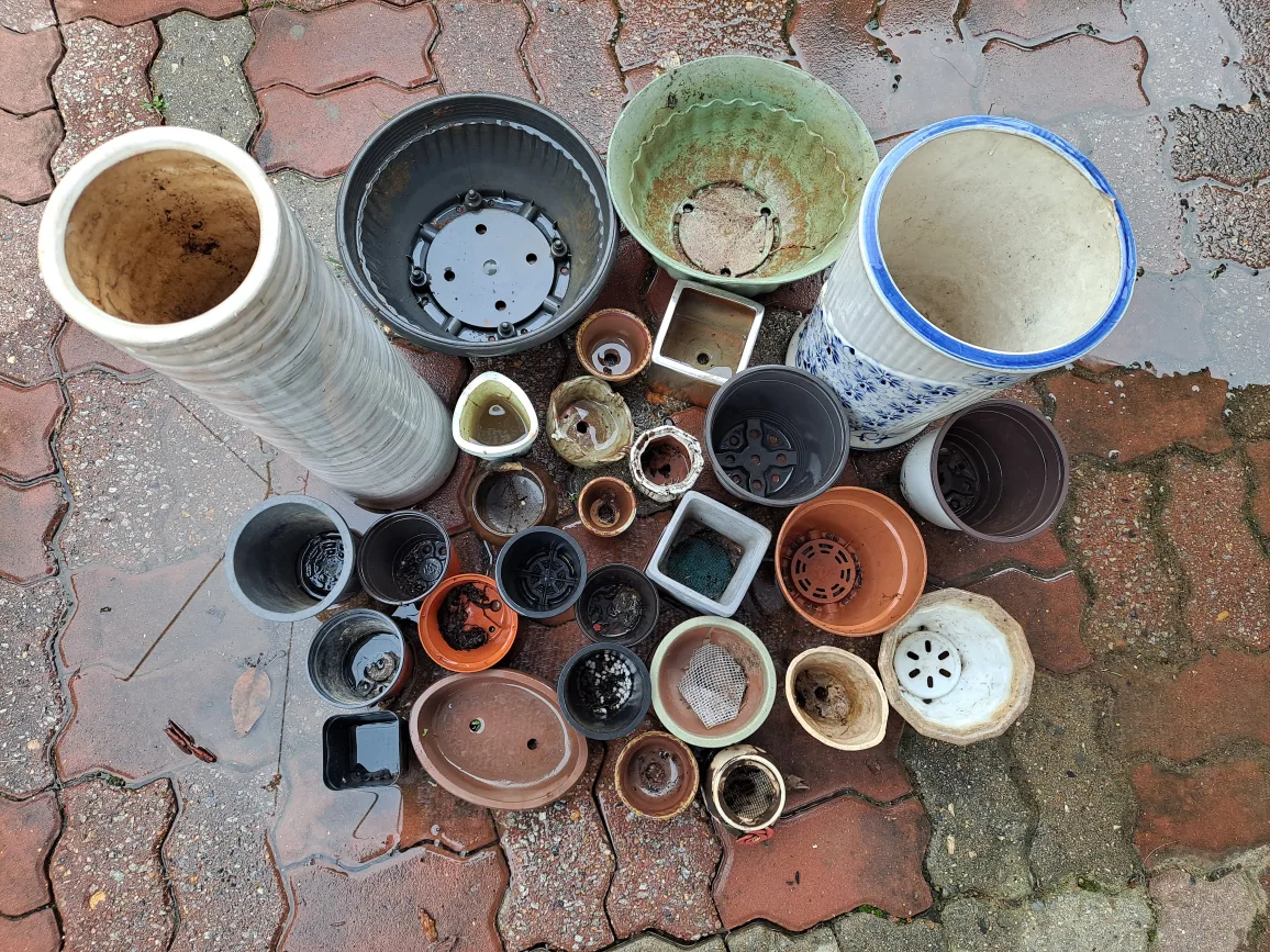 중고화분   재당근 합니다