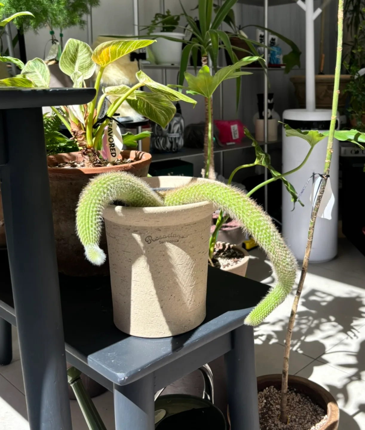 원숭이꼬리선인장 두꼬리 중사이즈+로자리안토분