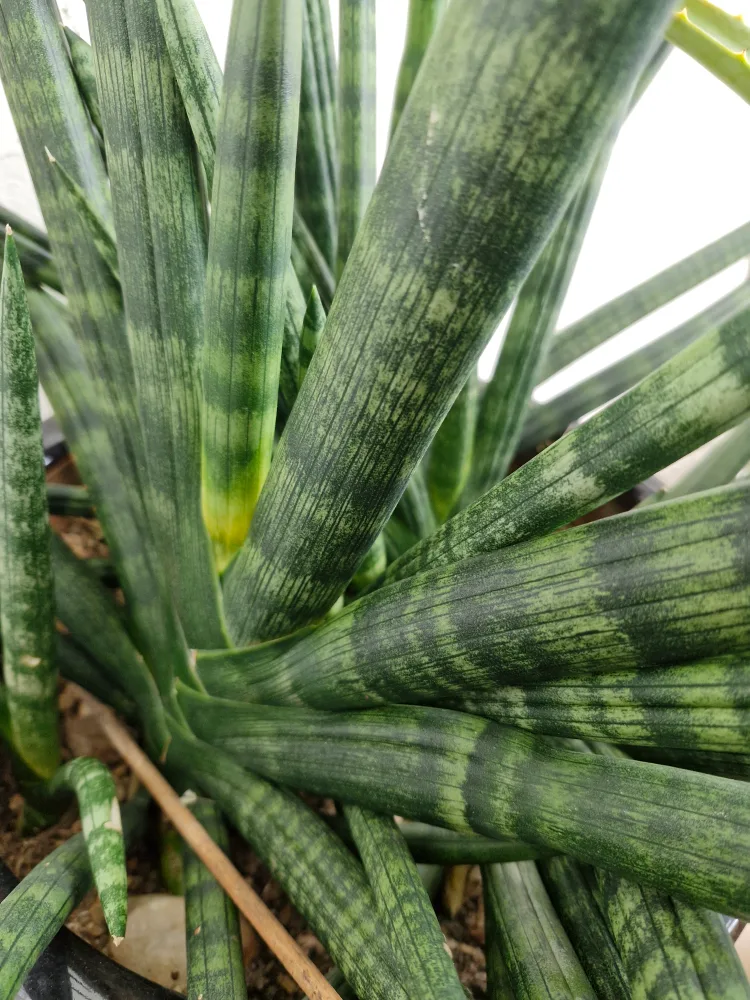 오래키운스투키25,000원