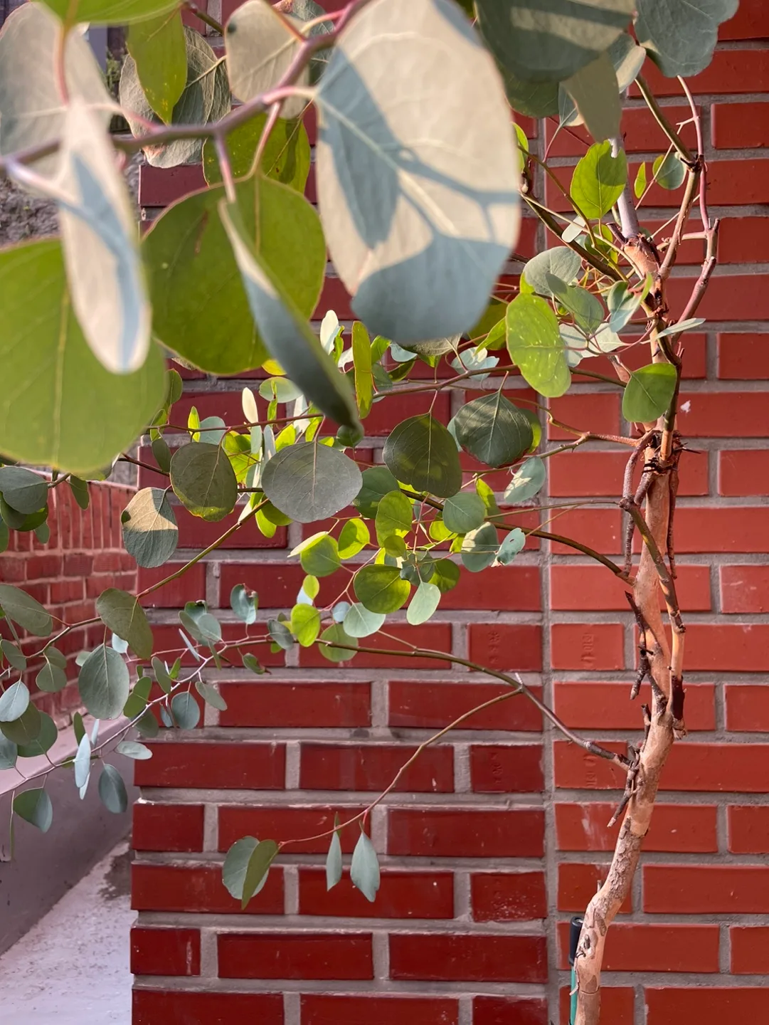 유칼립투스 대형식물 화분토분