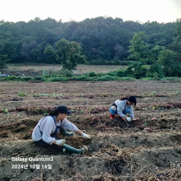 고구마캐가기 1만5천원