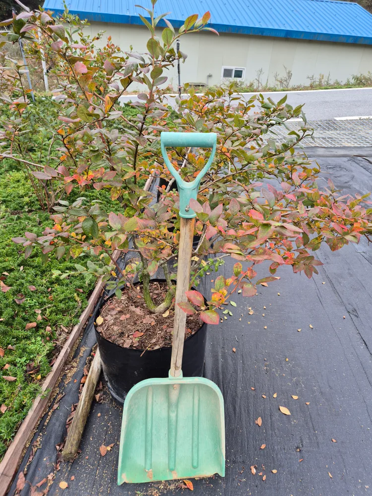 블루베리(듀크)와 중고 인삼차광막 교환