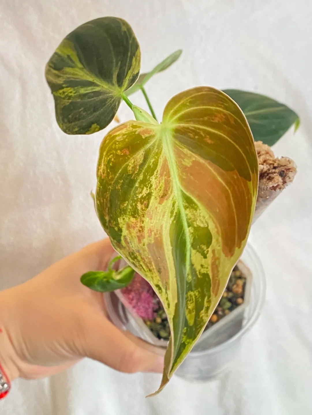 멜라노크리섬 바리에가타 필로덴드론 성장점 2개 희귀 무늬 식물 나무 인테리어