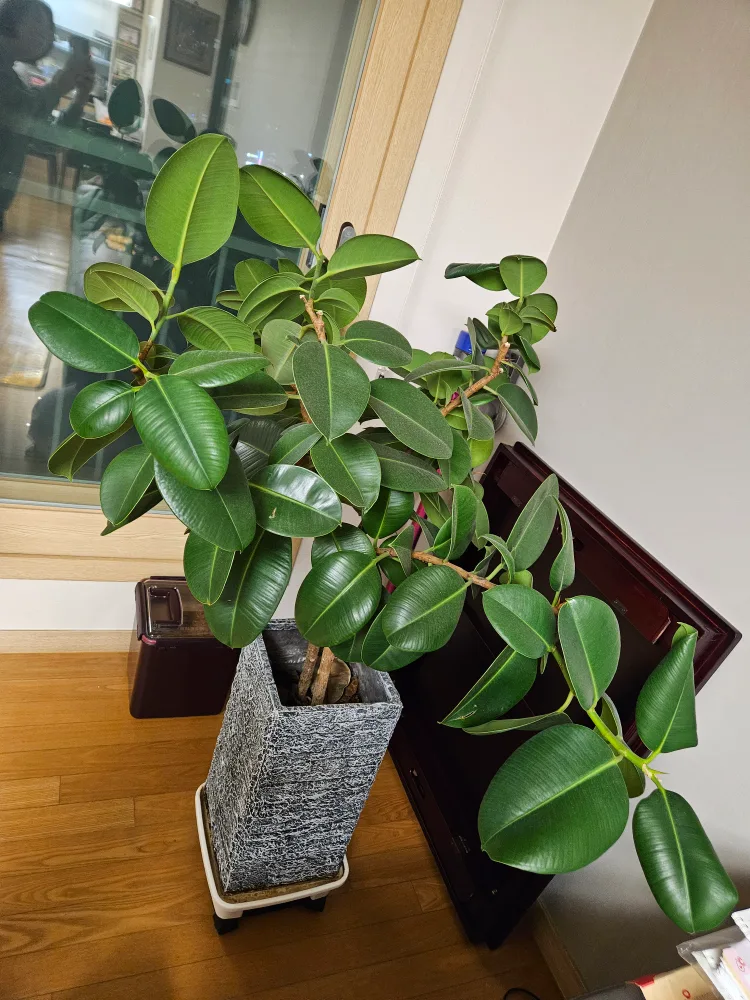 식물(화분) 고무나무