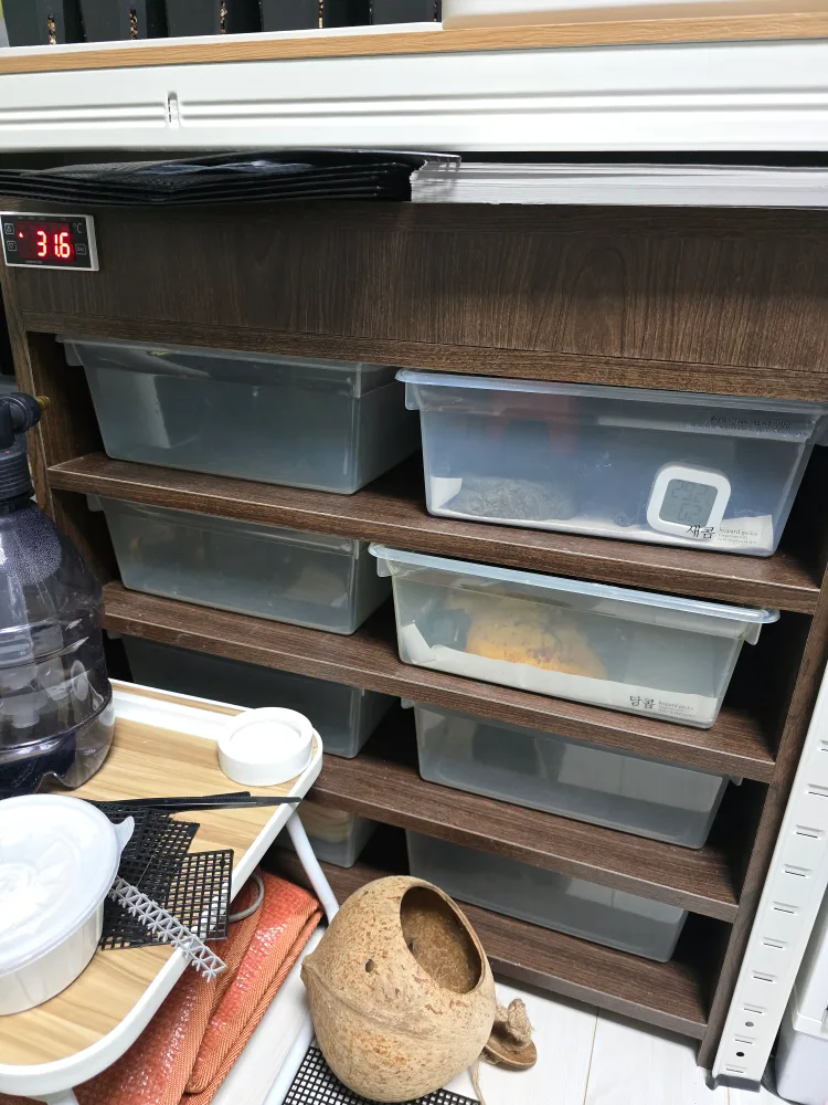 도마뱀 사육장 자온조 렉사