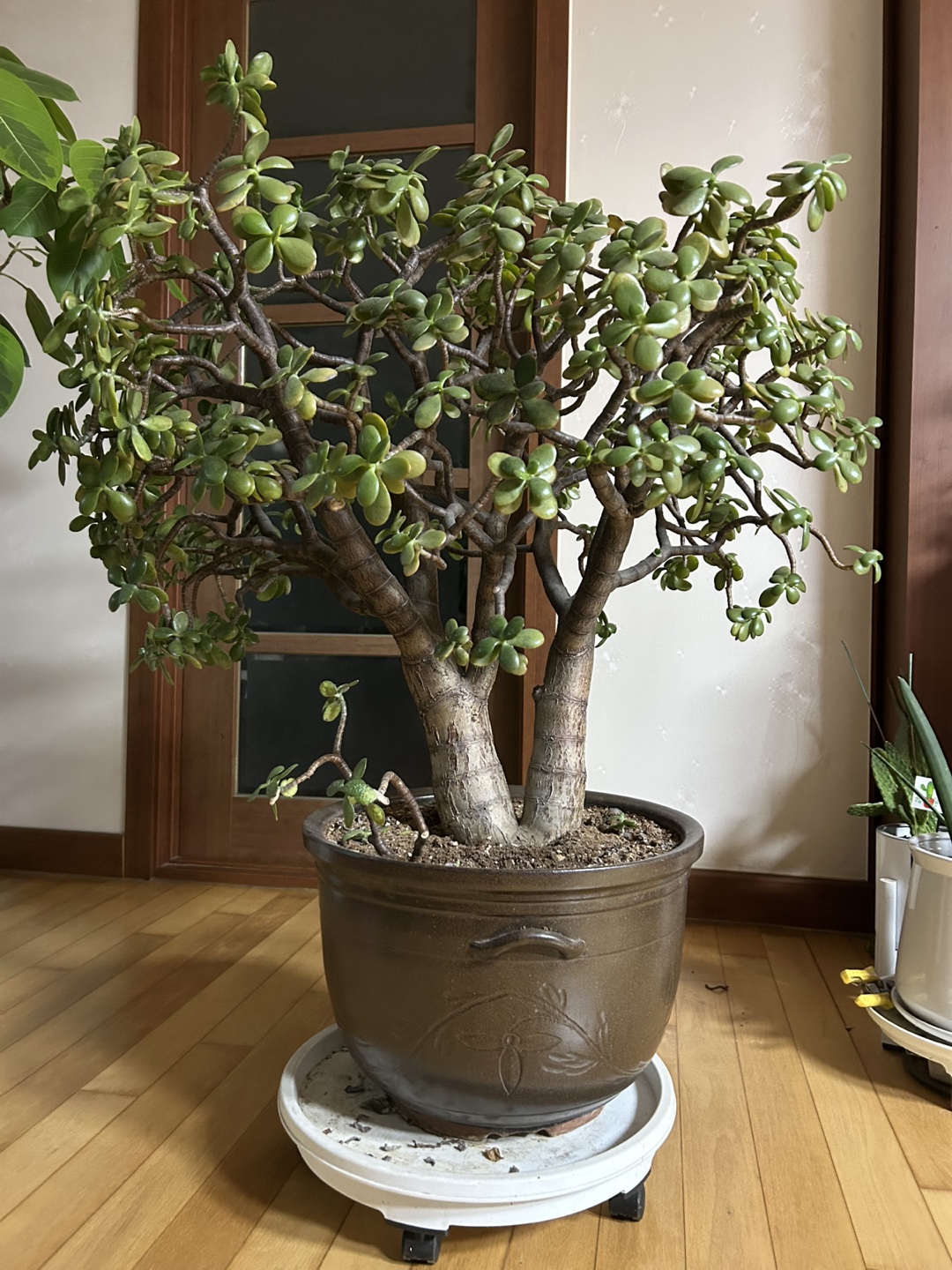 염좌나무 판매합니다