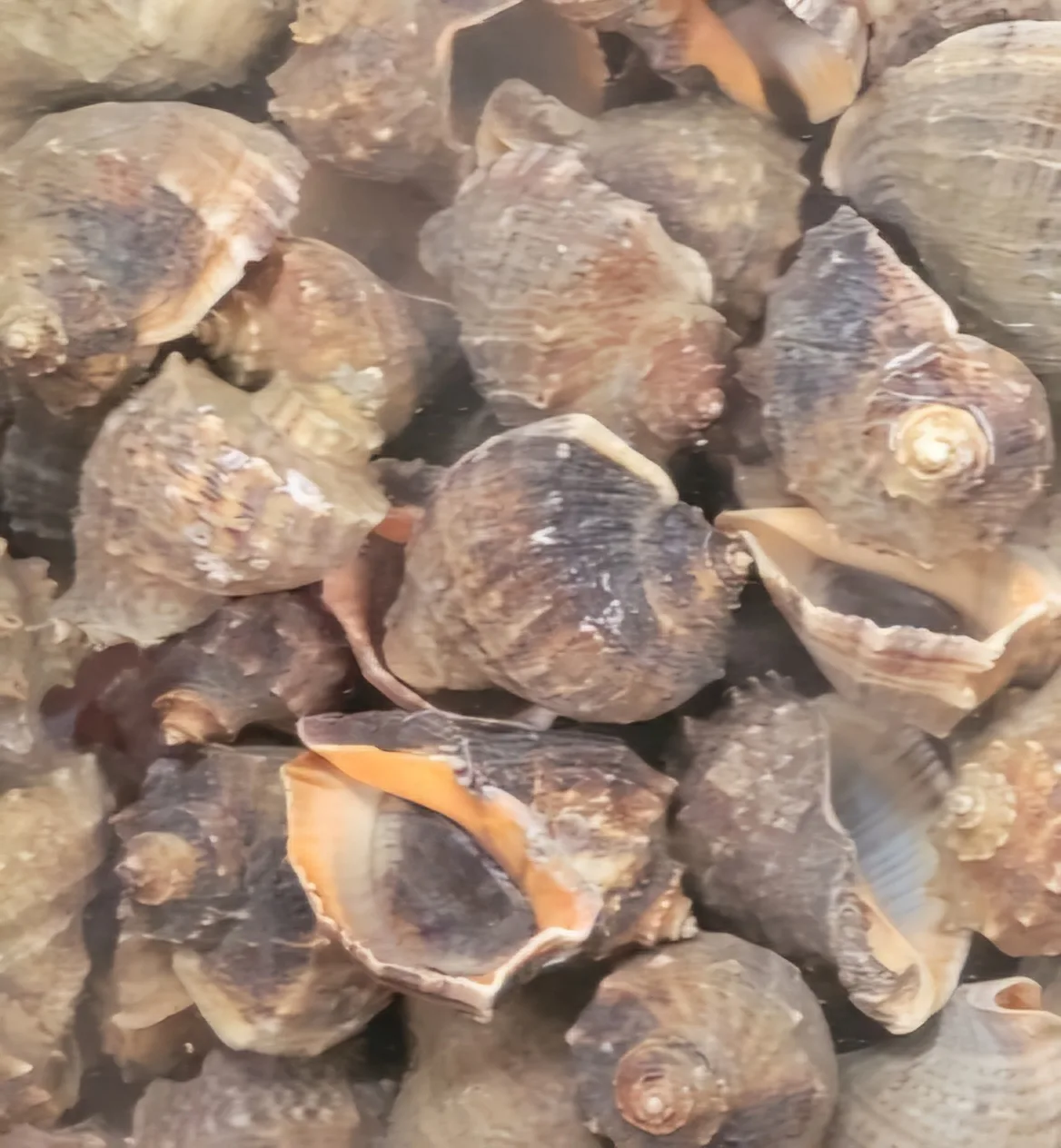 오늘 잡아온 싱싱한 소라