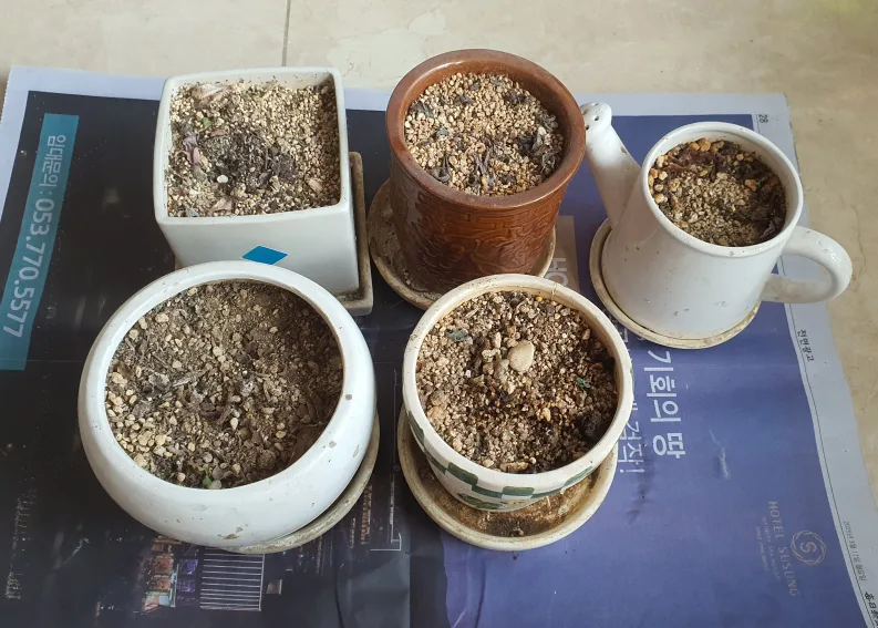 다육식물 화분 5개