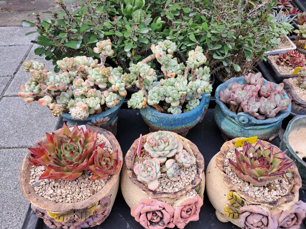 화분 중고가격  싸게 드립니다. 몆개 없어요