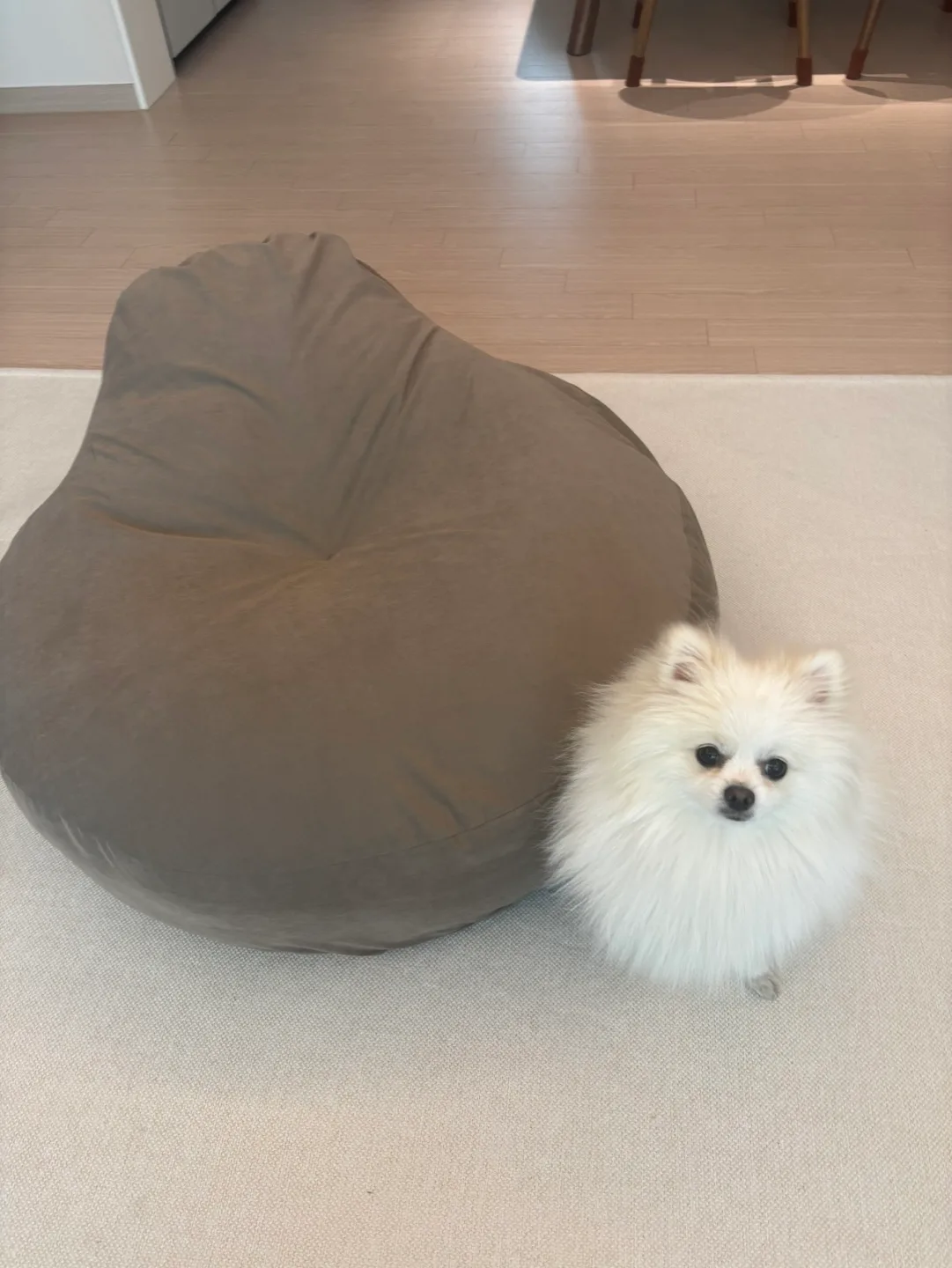 강아지 방석(집) 팝니다