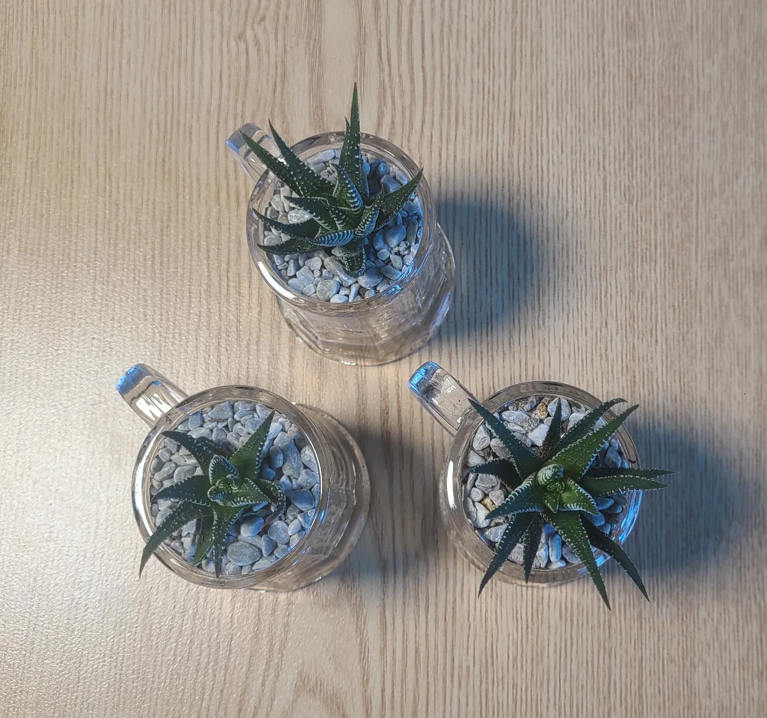 인테리어 초미니 화분 식물 일괄 3천원