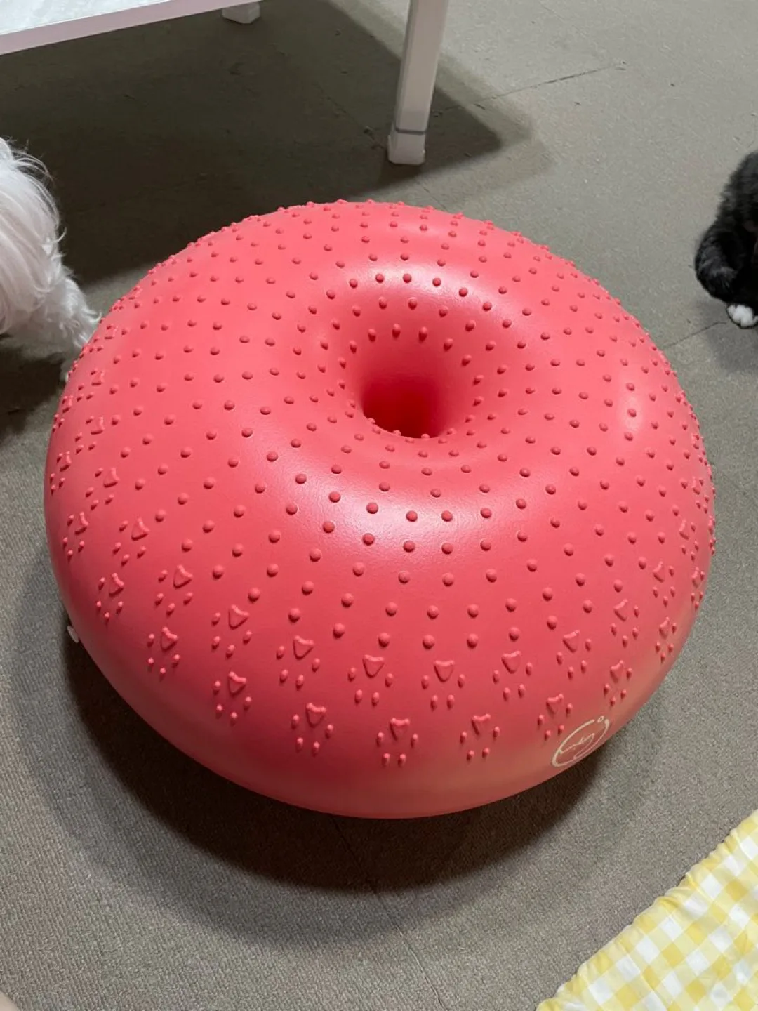 강아지 코어운동