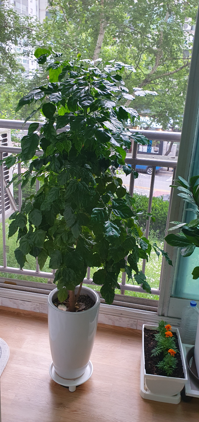 2팩 잡초 뽑기 도구 정원 휴대용 제거 업그레이드 치아 망간 강철 4개 채소 뒷마당 농장 식재 제거를 위한 단조 손 페인트 블랙, image size:681x1440