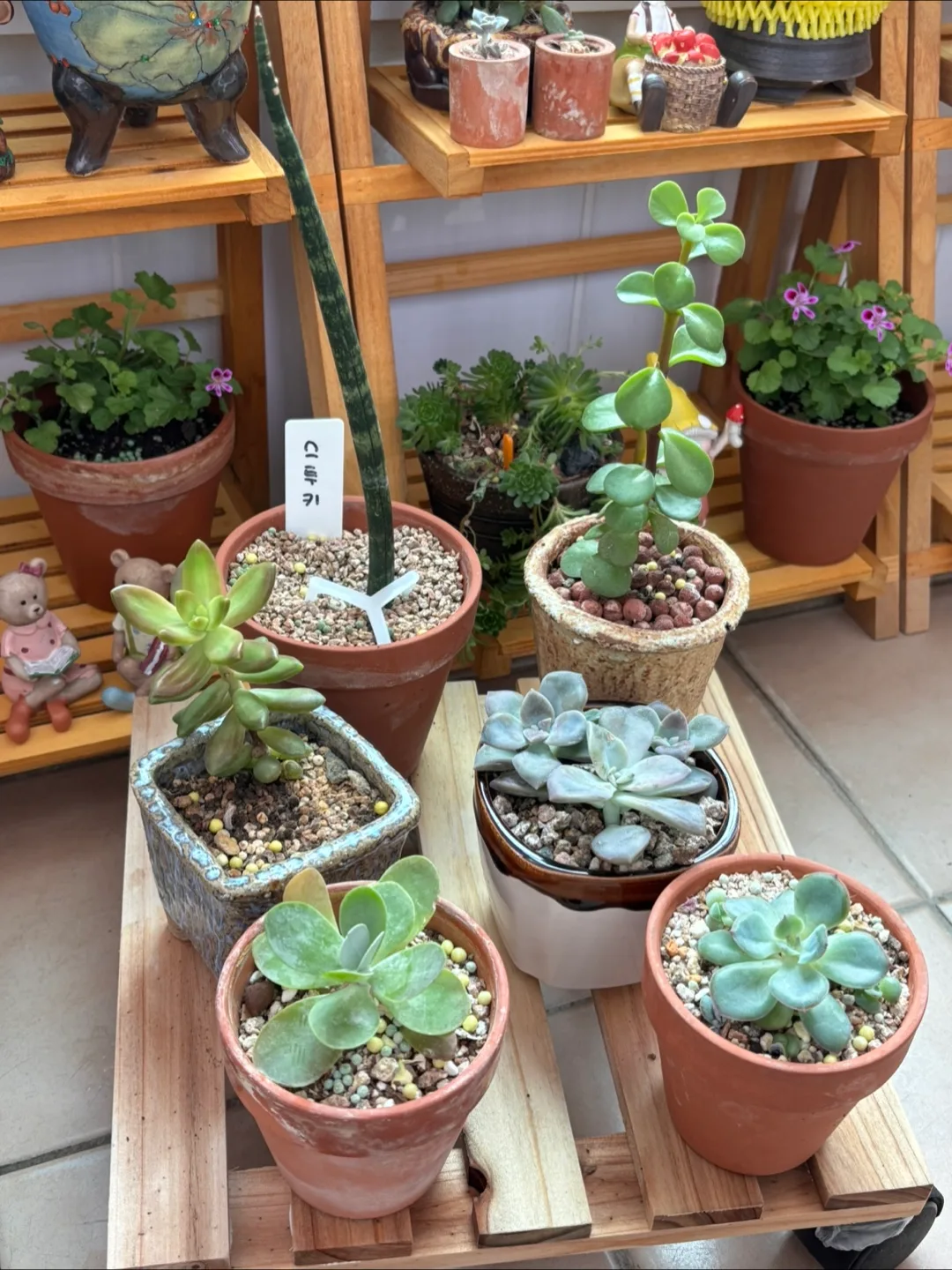 미니 다육식물 모음