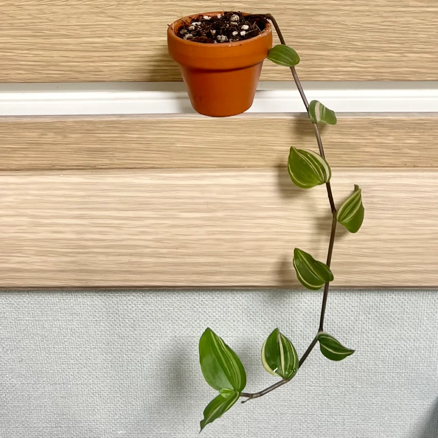 식물 무늬달개비🪴 토분