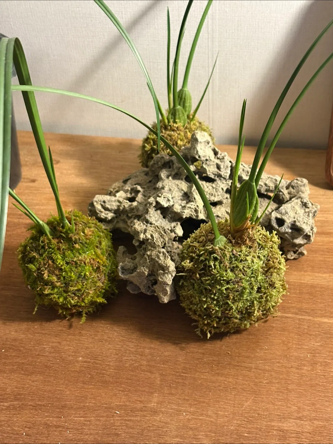 이끼볼 분재 플랜테리어 식물