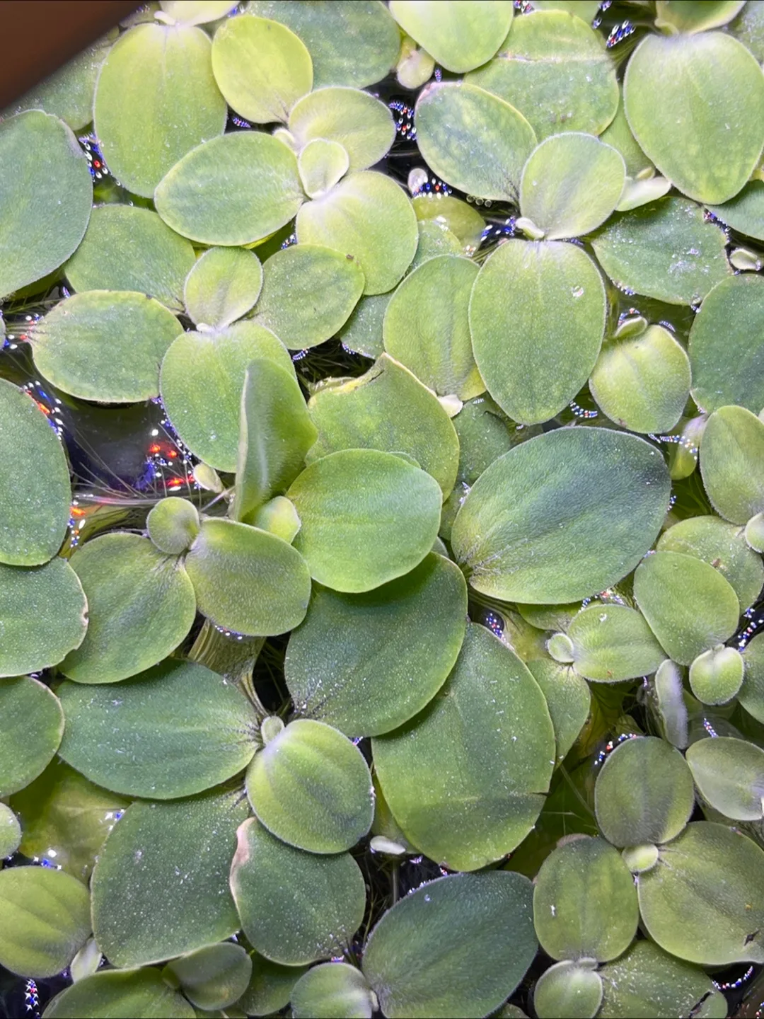피시티아 🌱 미니물배추 부상수초 초보수초 수질정화