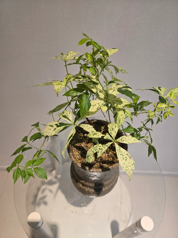 무늬담쟁이🌱식물 회분 완성품