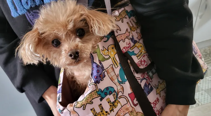 [미사용] 쏘아베 애견 이동가방/ 강아지 이동가방 🐶 🐕