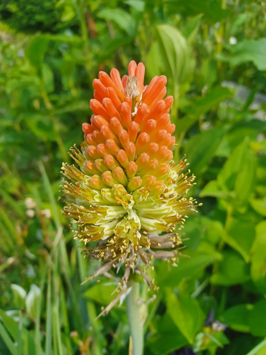 니포피아(트리토마) 2주(2그루) 5천원.