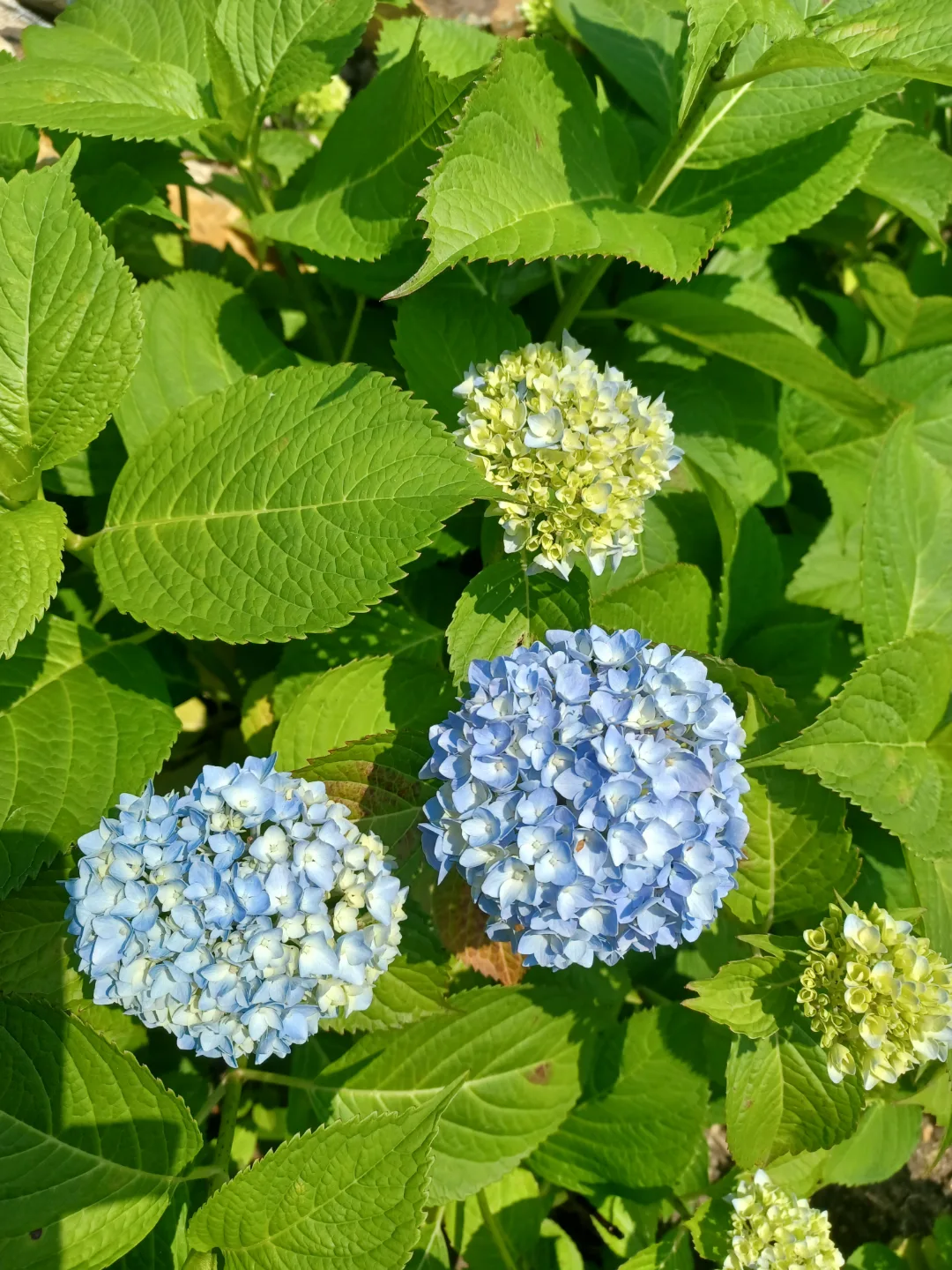 연하늘 수국 3-4년생